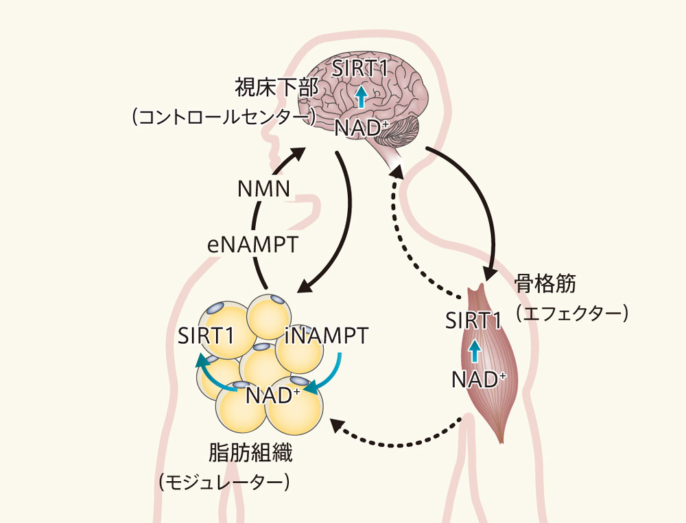 「老化を制御し、予防する」今井眞一郎